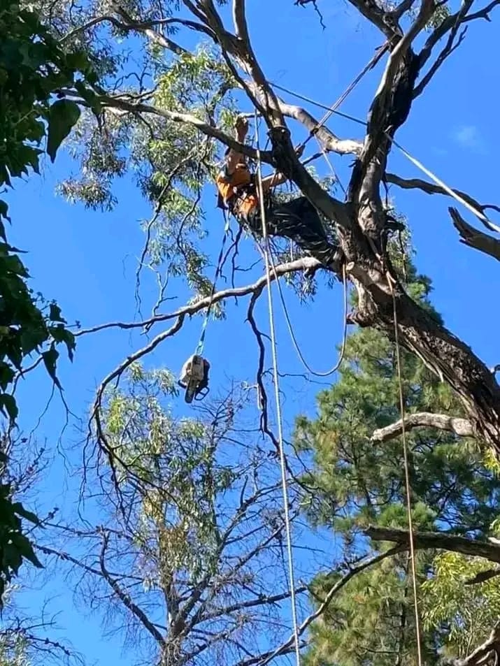 tree felling fish hoek